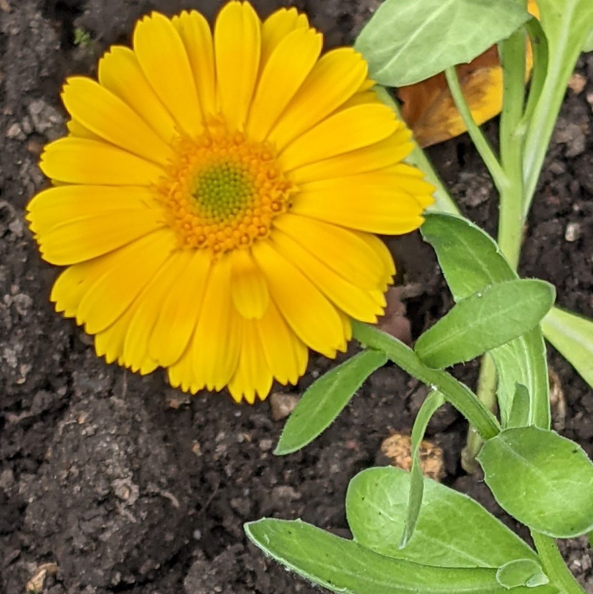 Calendula or marigold a plant used in homeopathy to promote healing.  It can also be used topically in herbal form