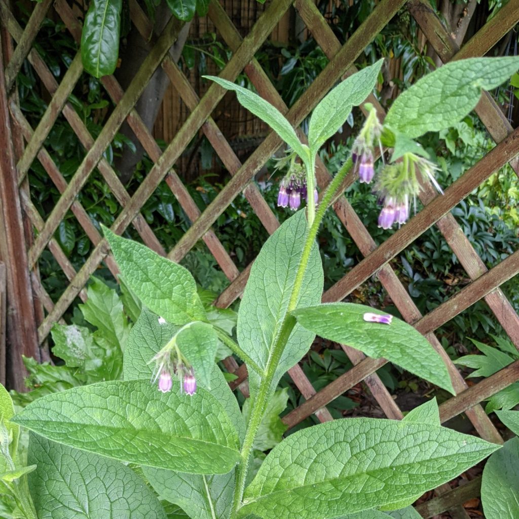 Symphytum or Comfrey a plant used in homeopathy to promote healing of fractures