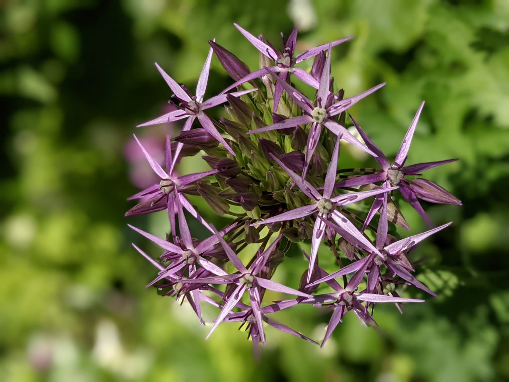homeopathic Allium Cepa can help with hay fever