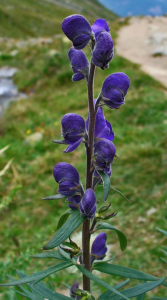 a picture of the flowers of aconite, this plant is the source of the homeopathic remedy of the same name.  Useful in first Aid