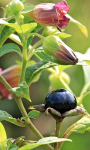 Belladonna - a homeooathic remedy for fever etc
