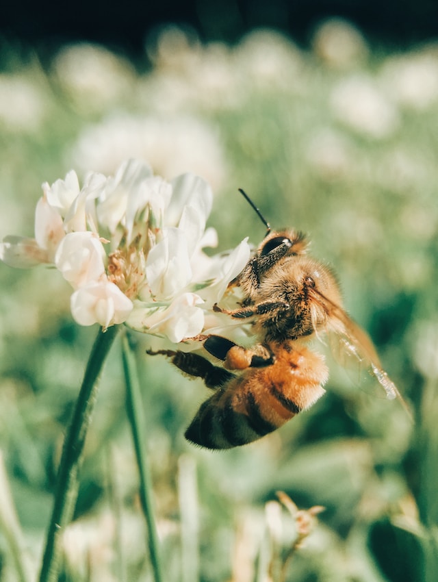 Apis homeopathic remedy - origin is the venom of the honey bee