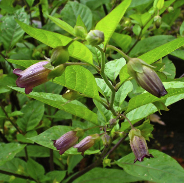 deadlynight shade - from which we get the homeopathic medicine Belladonna