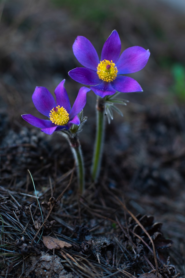 Pulsatilla in Homeopathy - this is the plant and quite familar in alpine regions