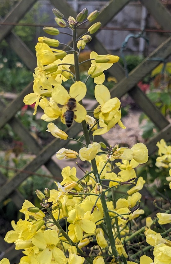 Pollen and Hay Fever season - homeopathy can help