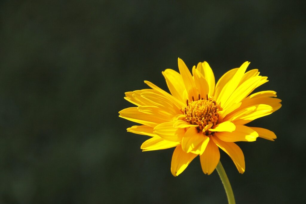 The beneficial use of homeopathy in treating injury - Arnica