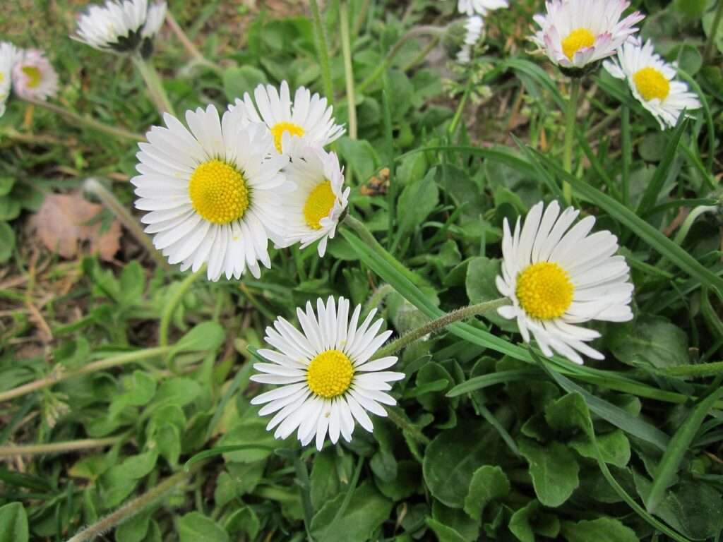 The beneficial use of homeopathy in treating injury - Bellis Perennis