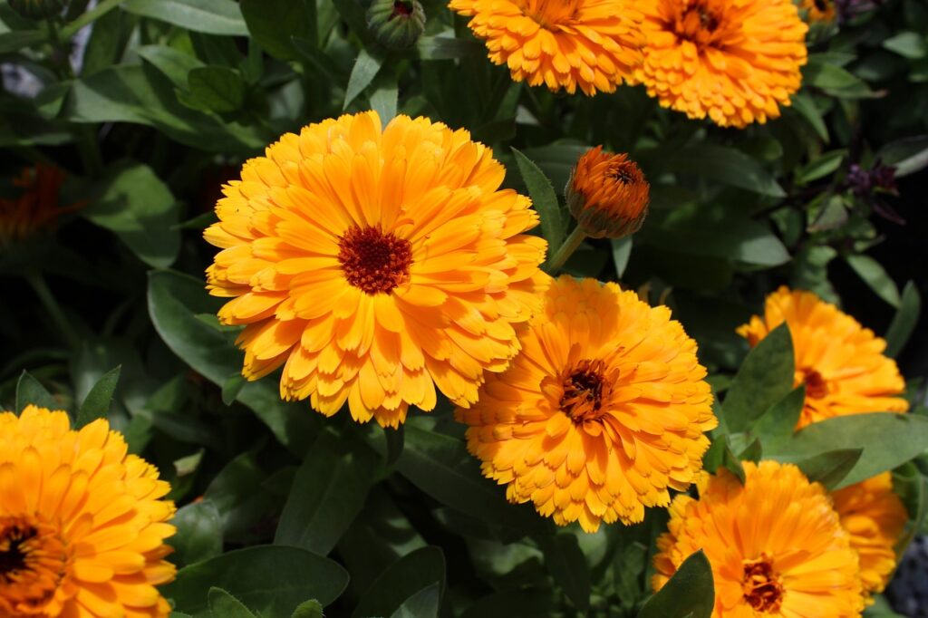 The beneficial use of homeopathy in treating injury - Calendula