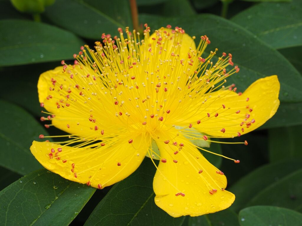 The beneficial use of homeopathy in treating injury - hypericum
