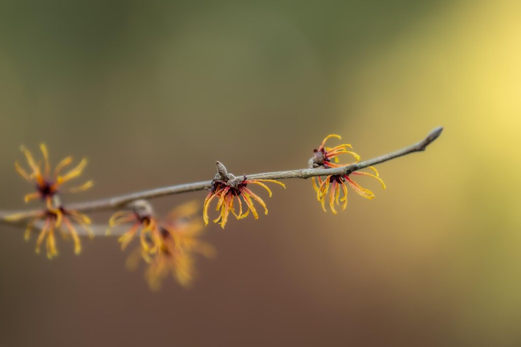 The beneficial use of homeopathy in healing trauma - hamamelis