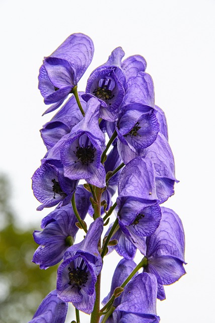 The beneficial use of homeopathy in treating injury - Aconite