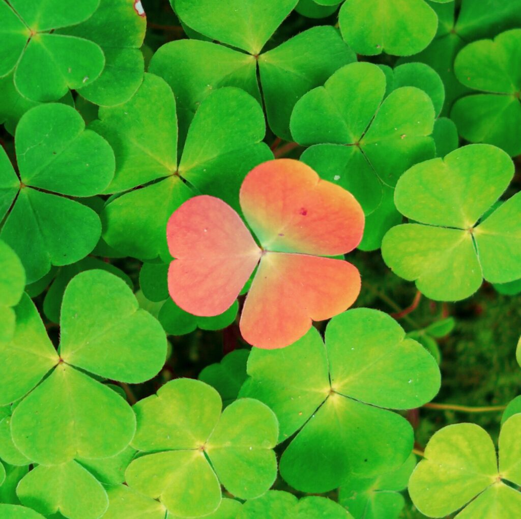 Home Homeopathy differs from Orthodox medicine