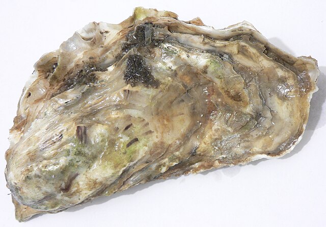 Homeopathic Calcarea Carbonica - from the mid layer of the oyster