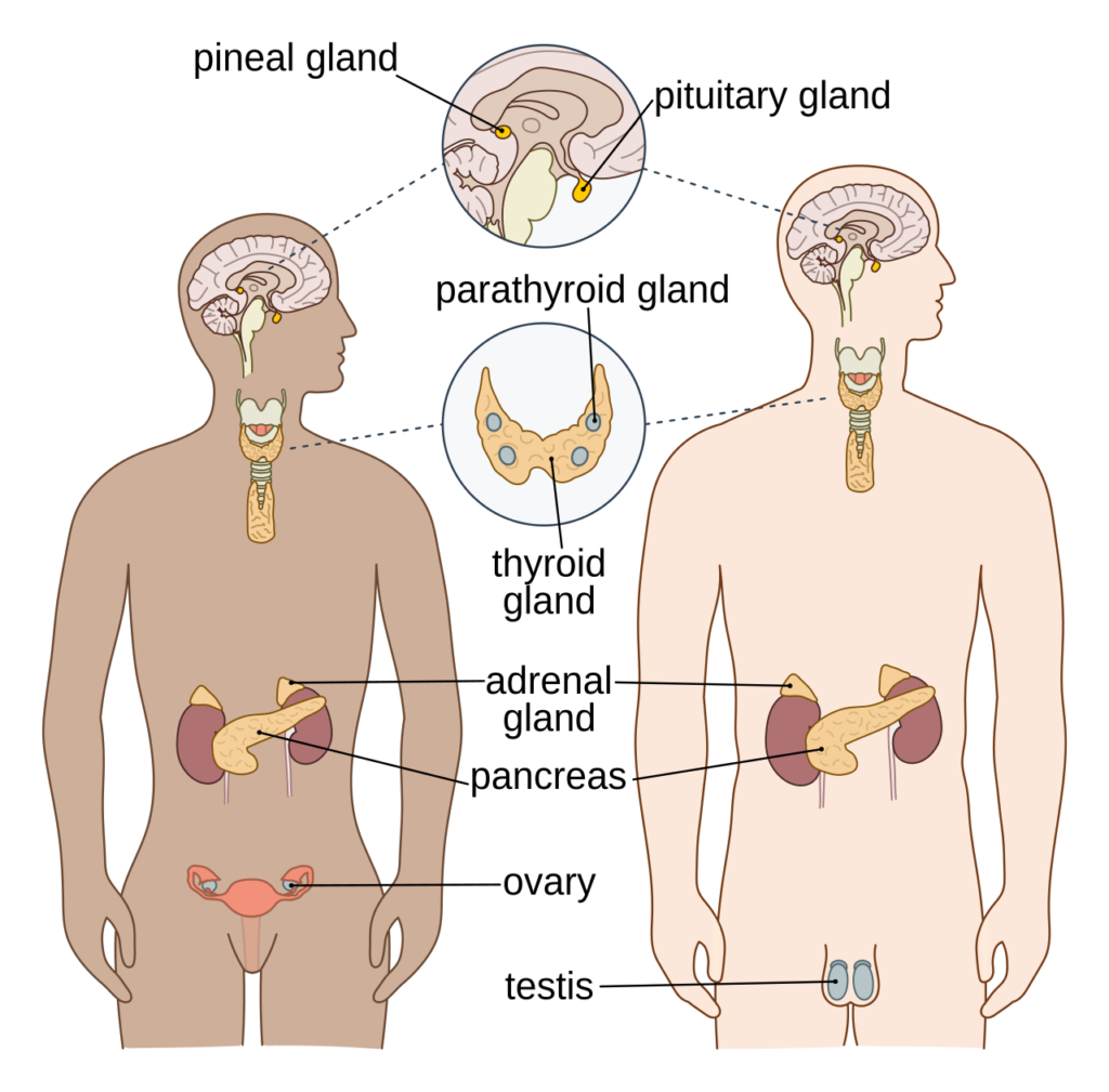 The hormonal system