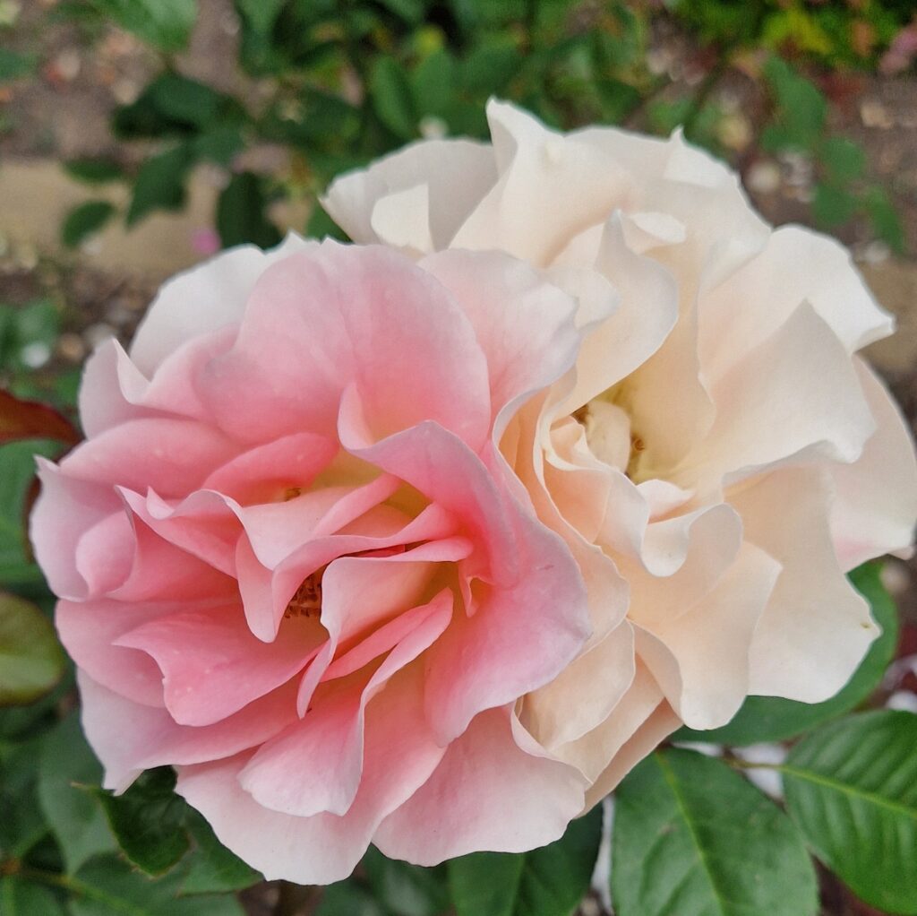 Like roses we get sick because of our susceptibilties